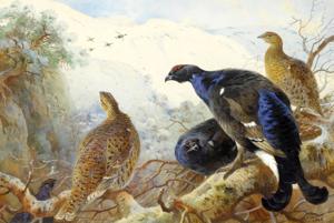 Artwork by Archibald Thorburn (1860-1935)