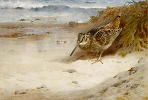 Artwork by Archibald Thorburn (1860-1935)