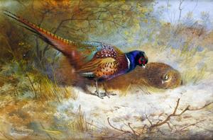 Artwork by Archibald Thorburn (1860-1935)