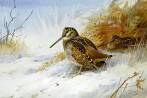 Artwork by Archibald Thorburn (1860-1935)