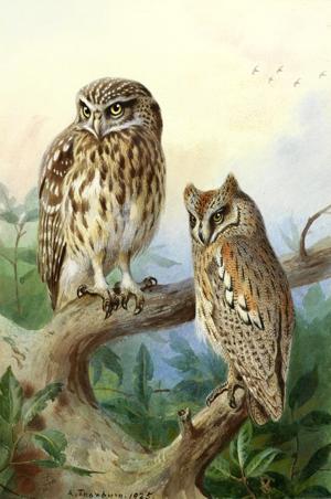 Artwork by Archibald Thorburn (1860-1935)