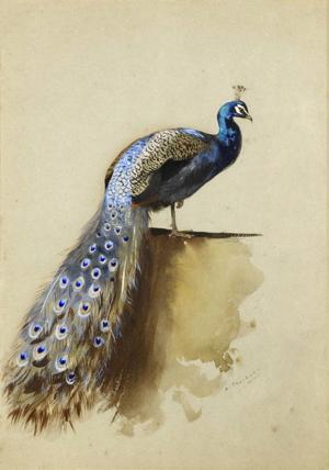 Artwork by Archibald Thorburn (1860-1935)