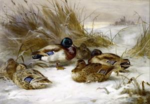 Artwork by Archibald Thorburn (1860-1935)