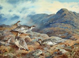 Artwork by Archibald Thorburn (1860-1935)