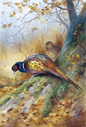 Artwork by Archibald Thorburn (1860-1935)