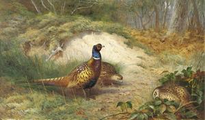 Artwork by Archibald Thorburn (1860-1935)