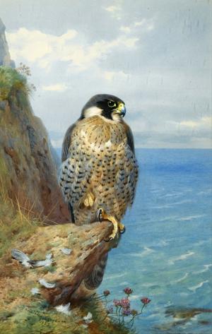 Artwork by Archibald Thorburn (1860-1935)