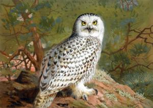 Artwork by Archibald Thorburn (1860-1935)