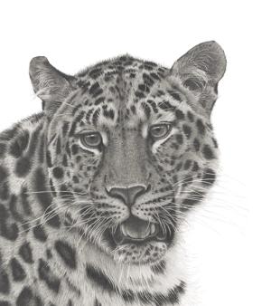 Artwork by Clive Meredith
